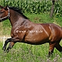 Thueringer_Reitpferd_58_ (3)